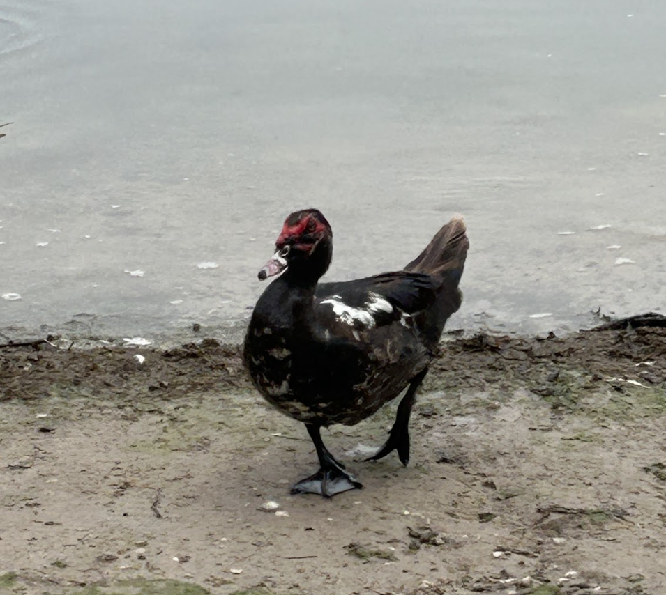 Muscovy Duck (Domestic type) - Nola Fisher