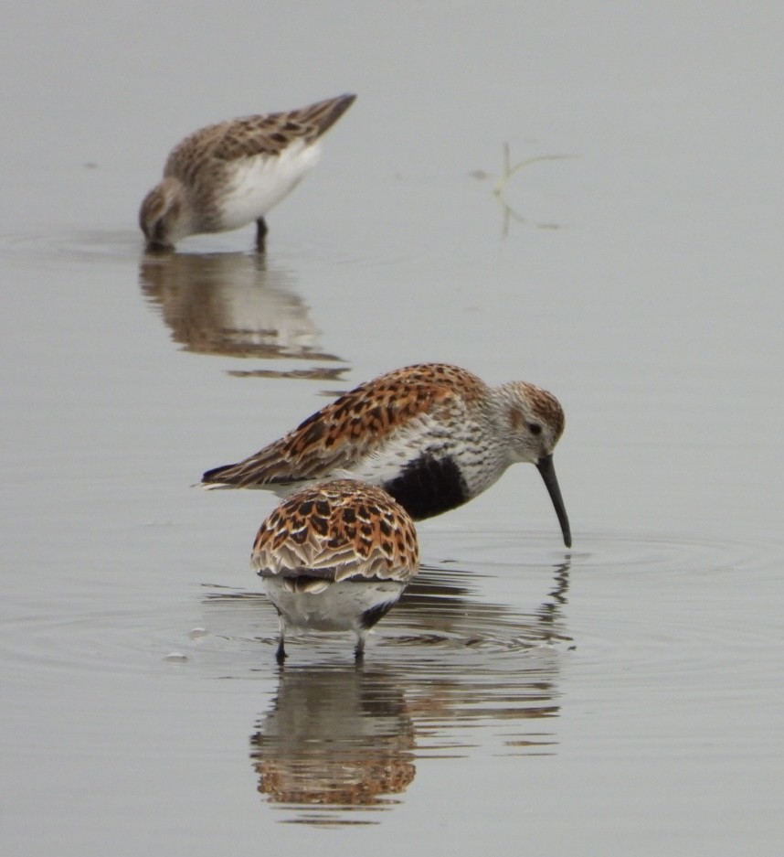 Dunlin - Mandy Gibson