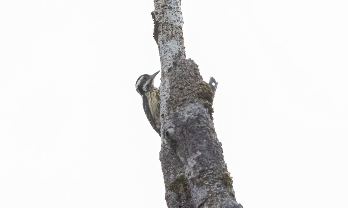 Philippine Pygmy Woodpecker - Paul Fenwick