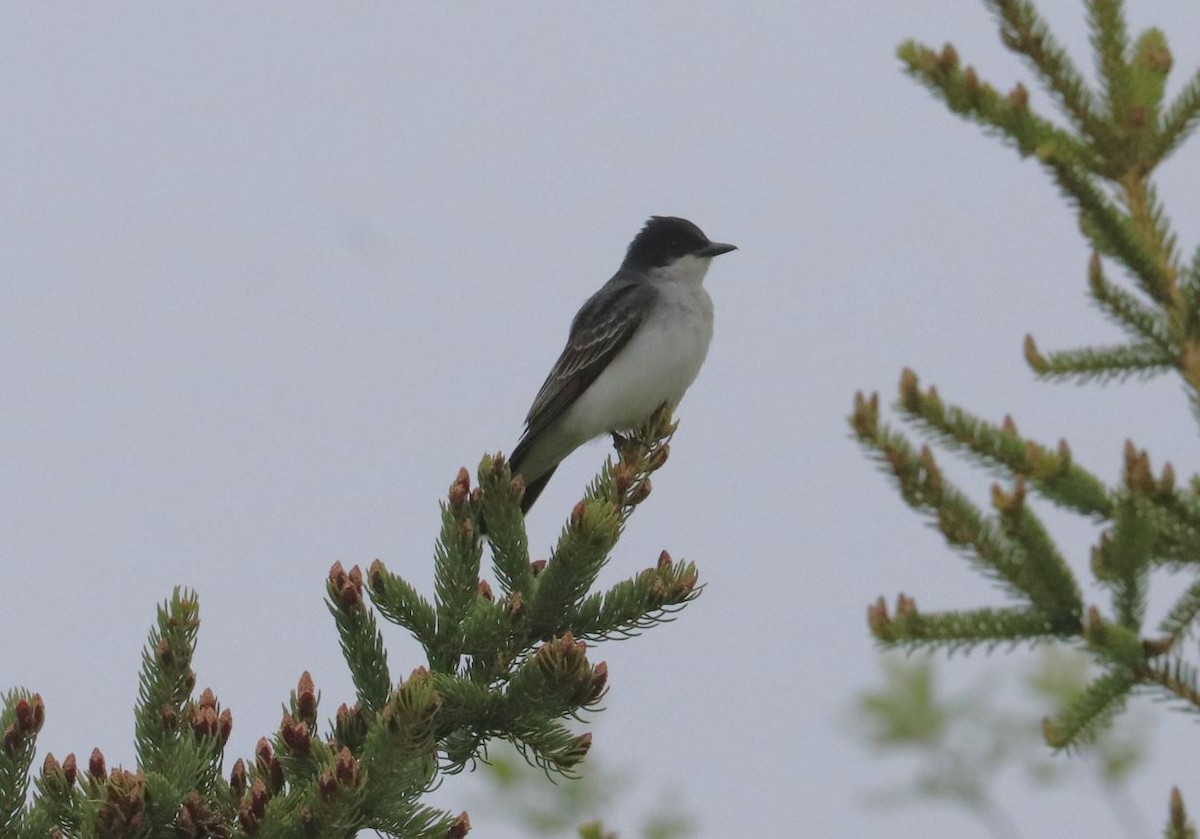 Eastern Kingbird - Aaron Hywarren