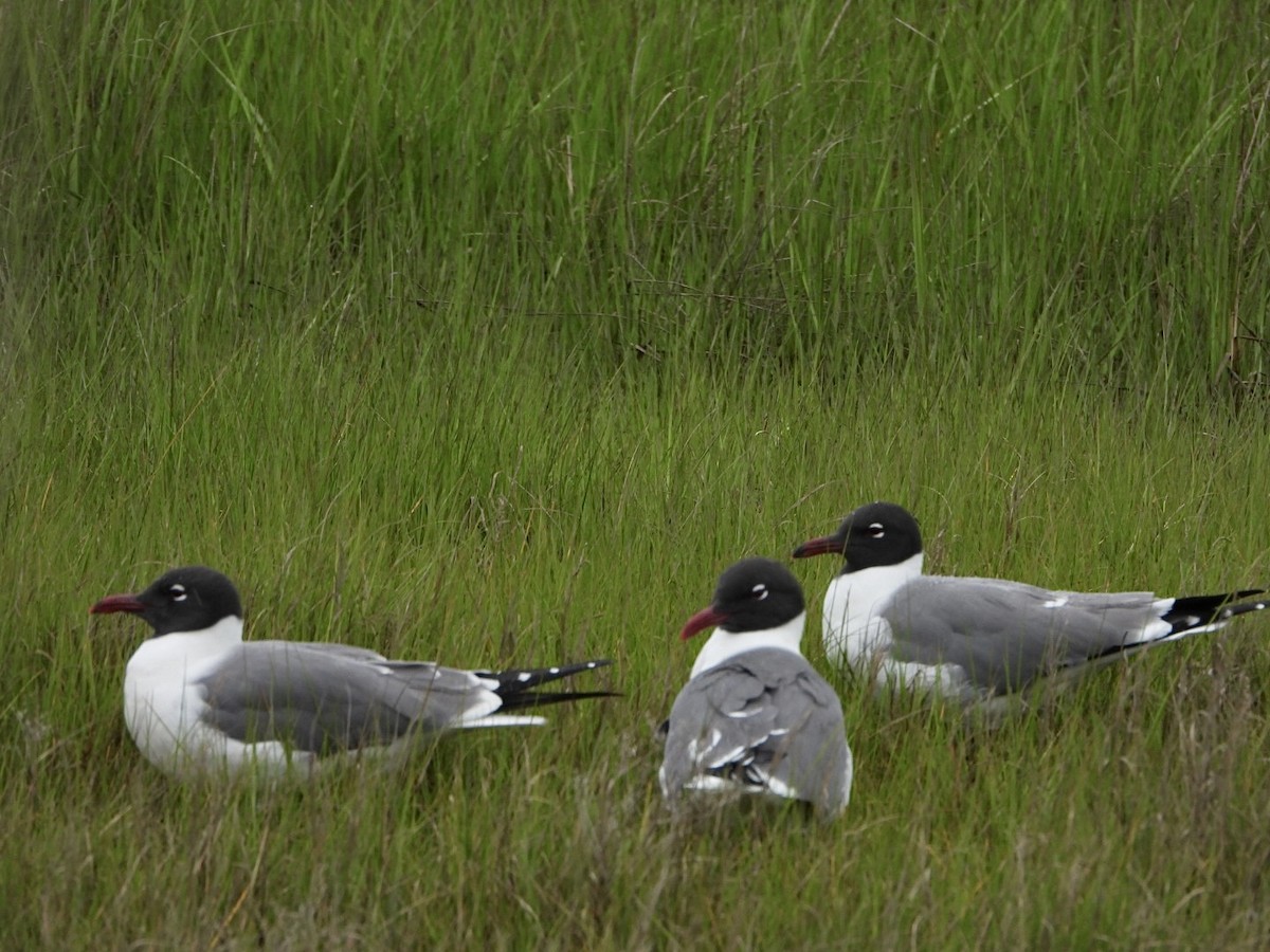 Laughing Gull - Mandy Gibson