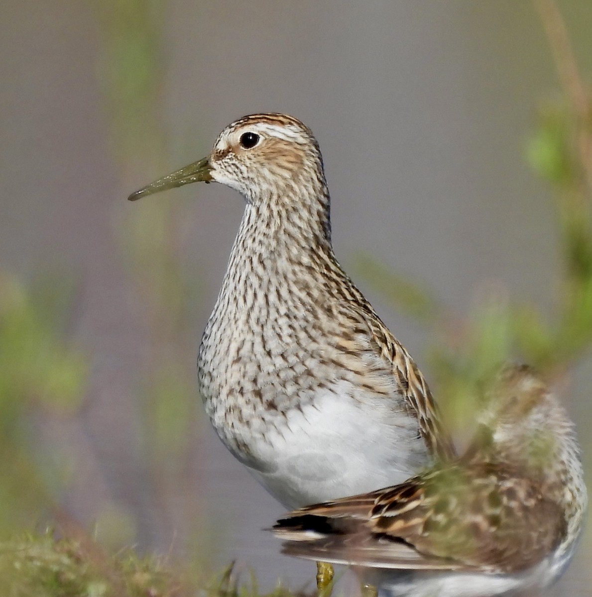 Pectoral Sandpiper - Kyle Strode