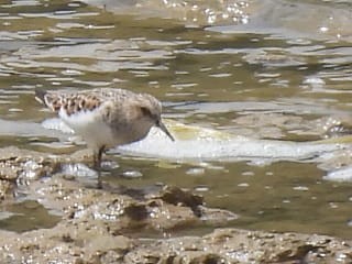 Little Stint - ML619237545