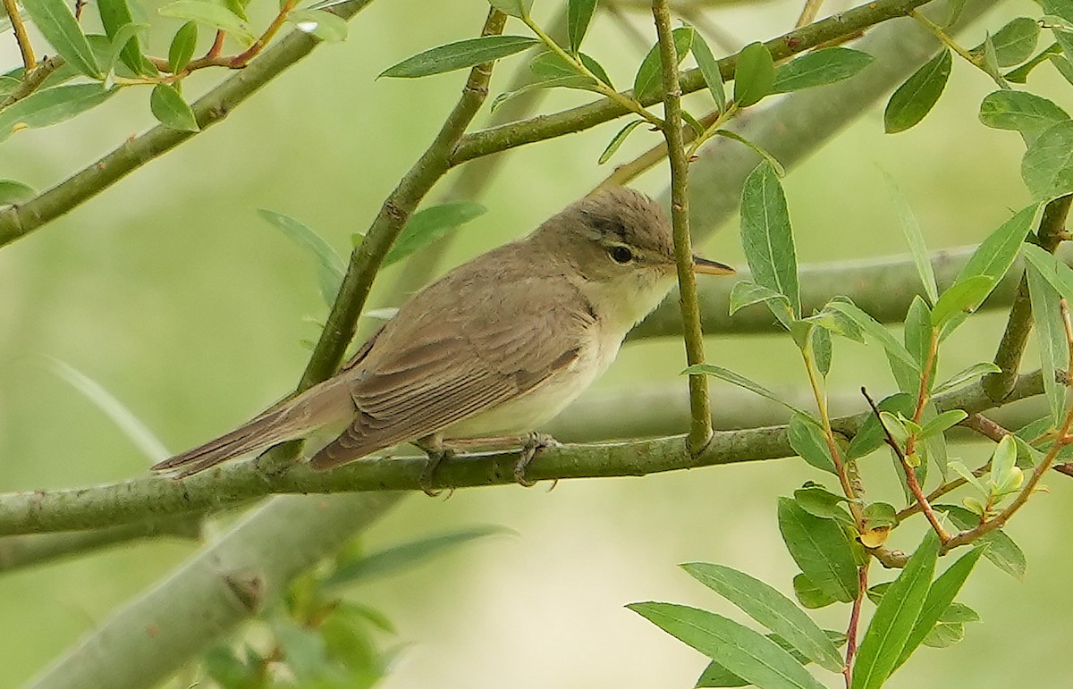 Eastern Olivaceous Warbler - Guillermo Rodríguez