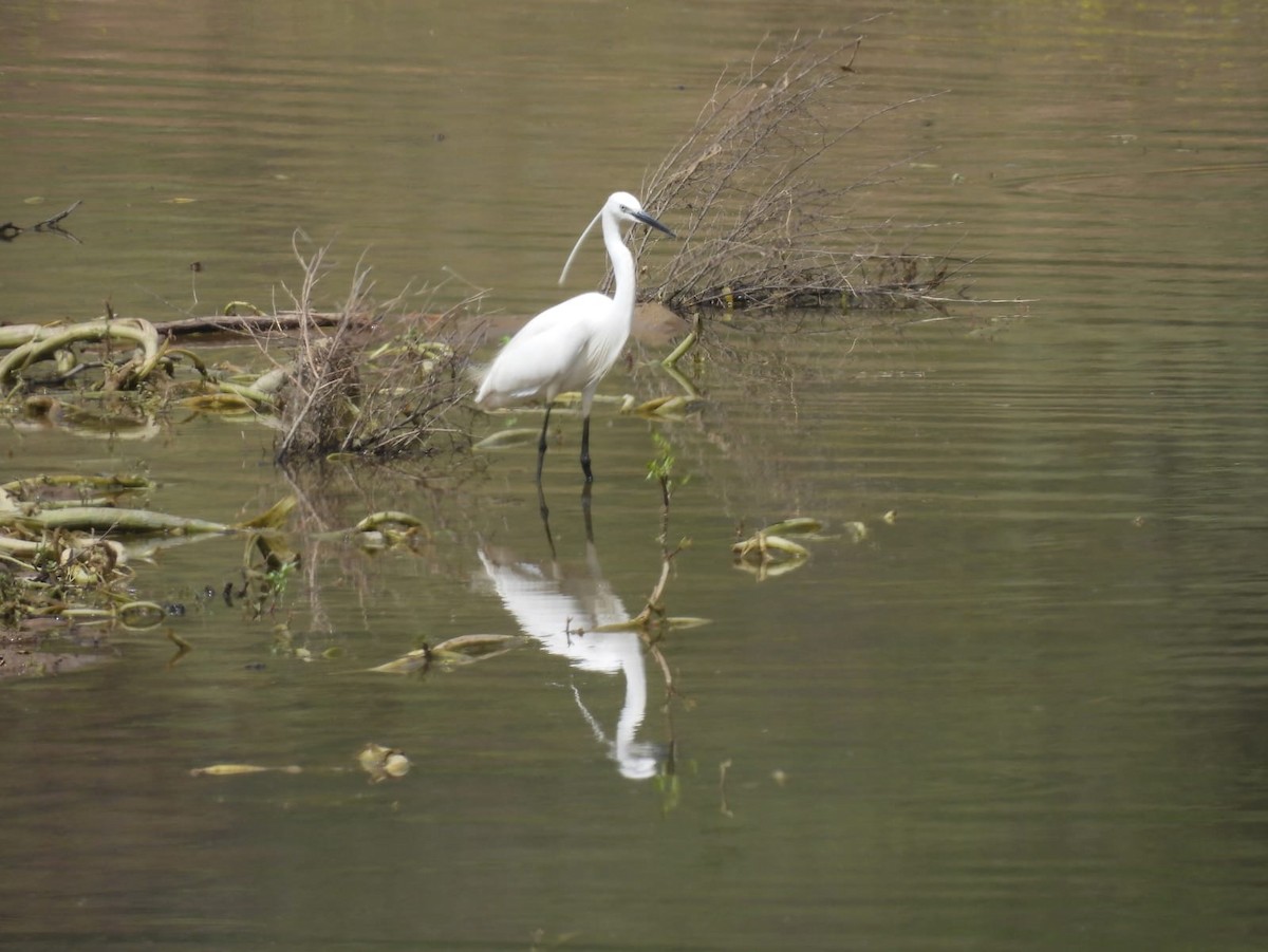 Little Egret - ML619237557