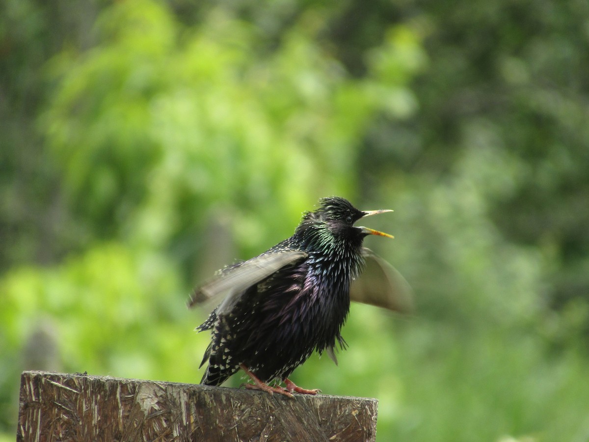 European Starling - ML619237565