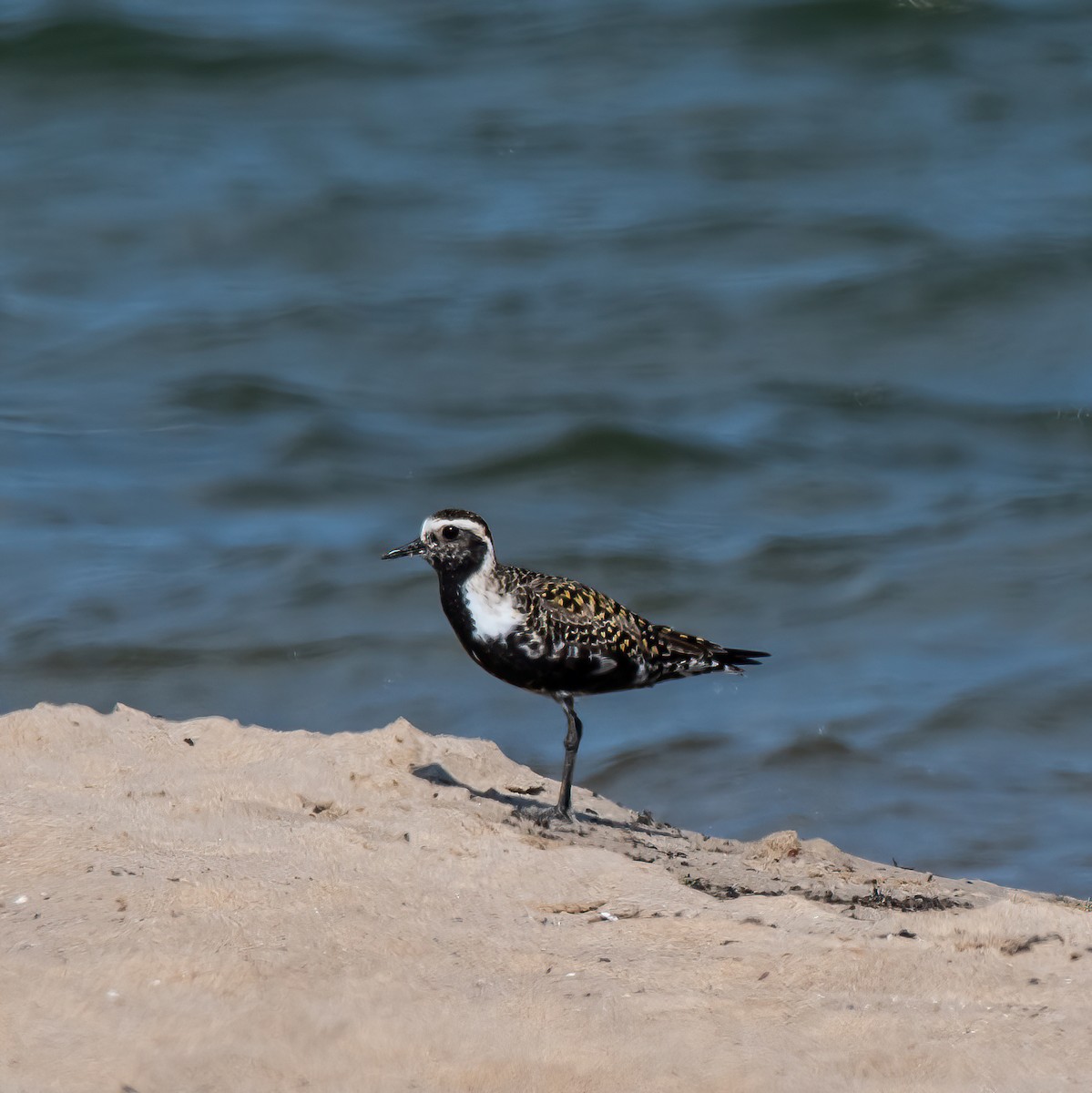 American Golden-Plover - Theresa Ray