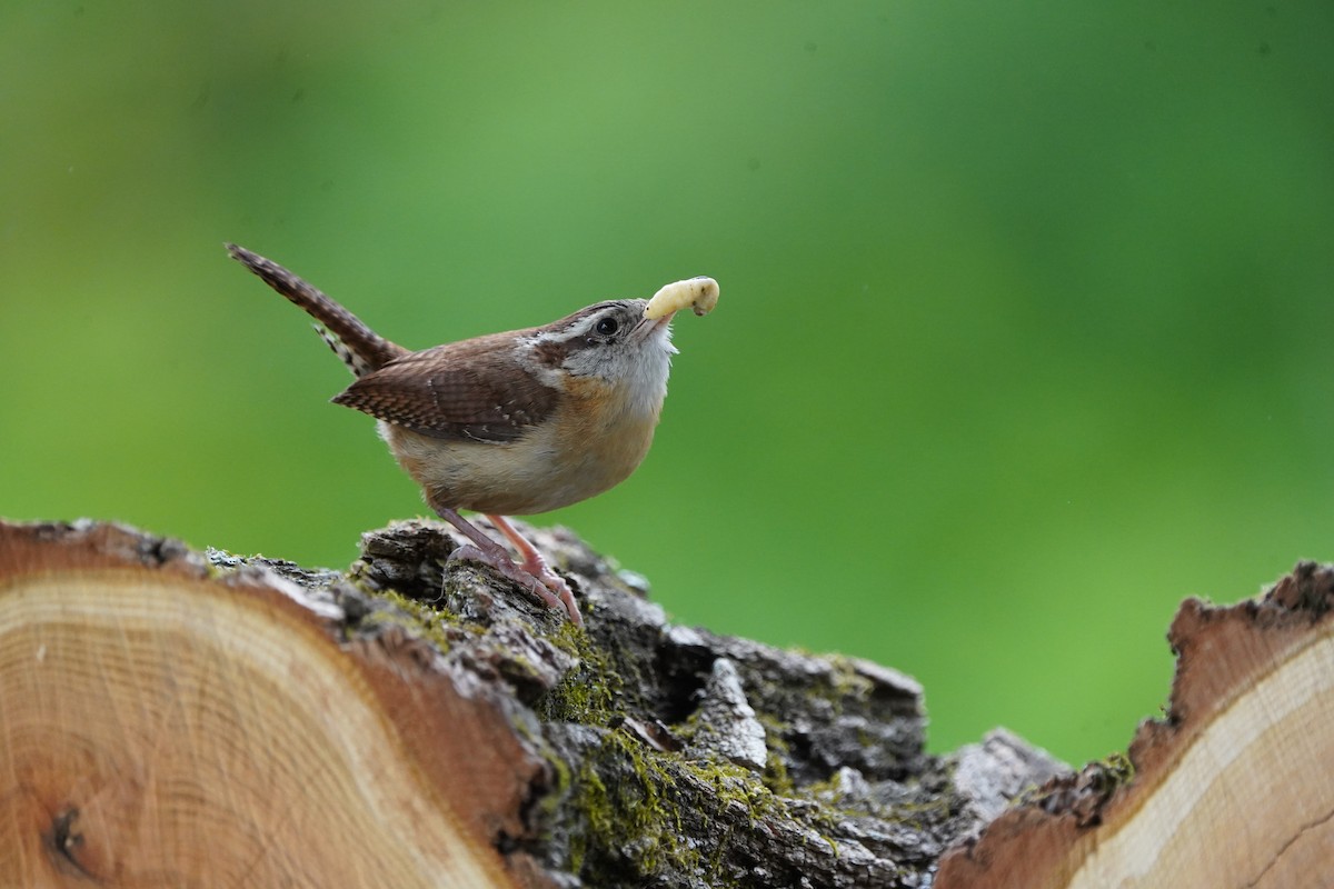 Carolina Wren - Larry Katkin