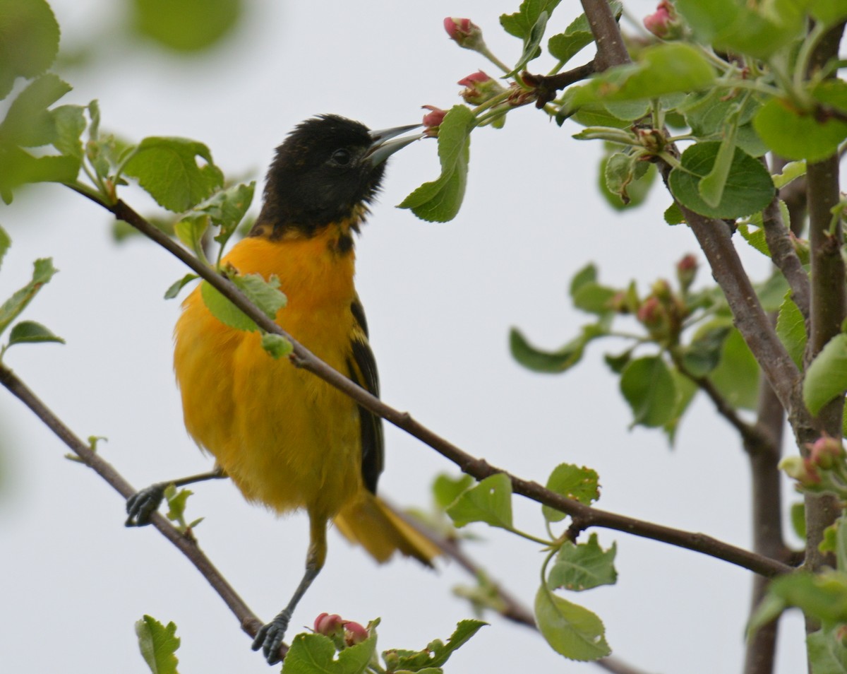 Baltimore Oriole - France Carbonneau