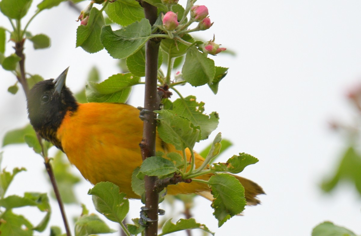 Baltimore Oriole - France Carbonneau