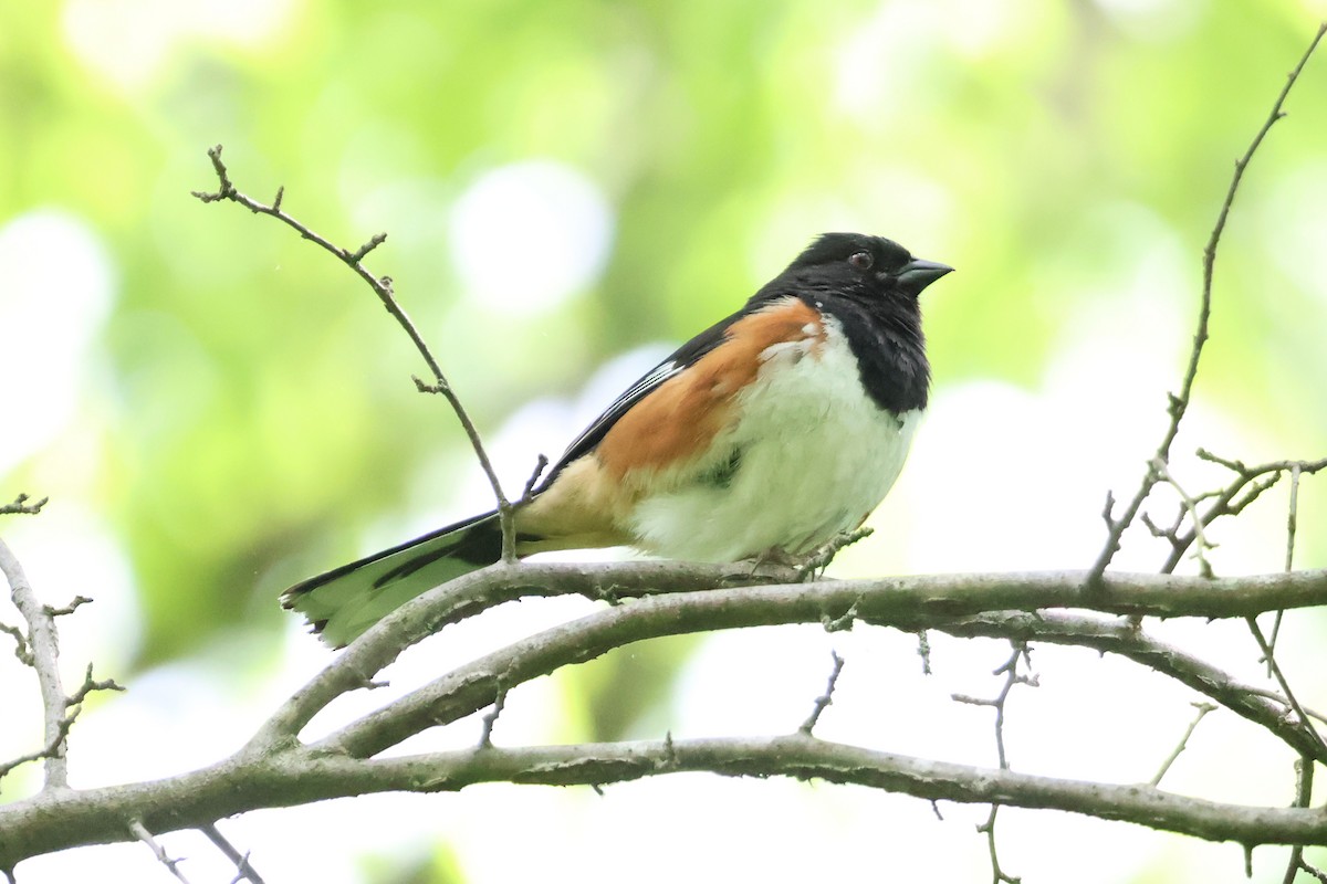 Eastern Towhee - ML619237599