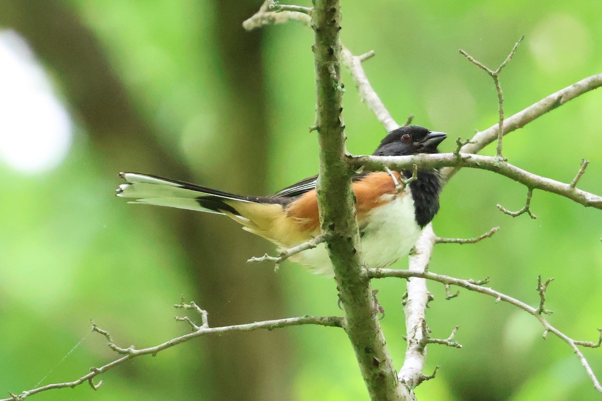 Eastern Towhee - ML619237601