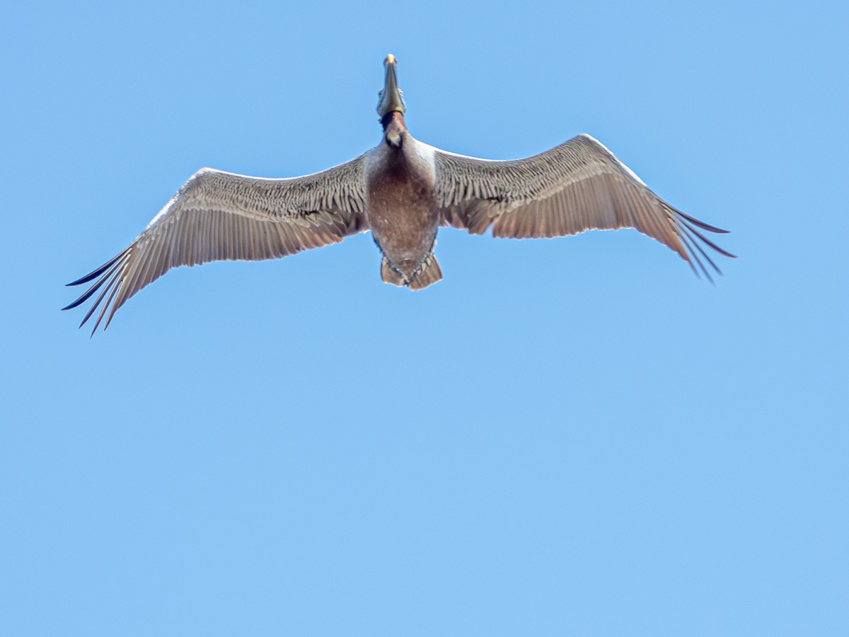 Brown Pelican - ML619237606