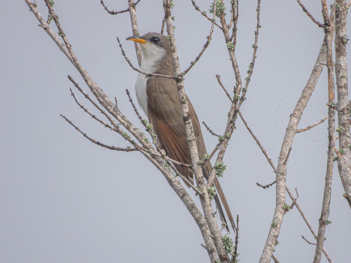 Yellow-billed Cuckoo - ML619237626