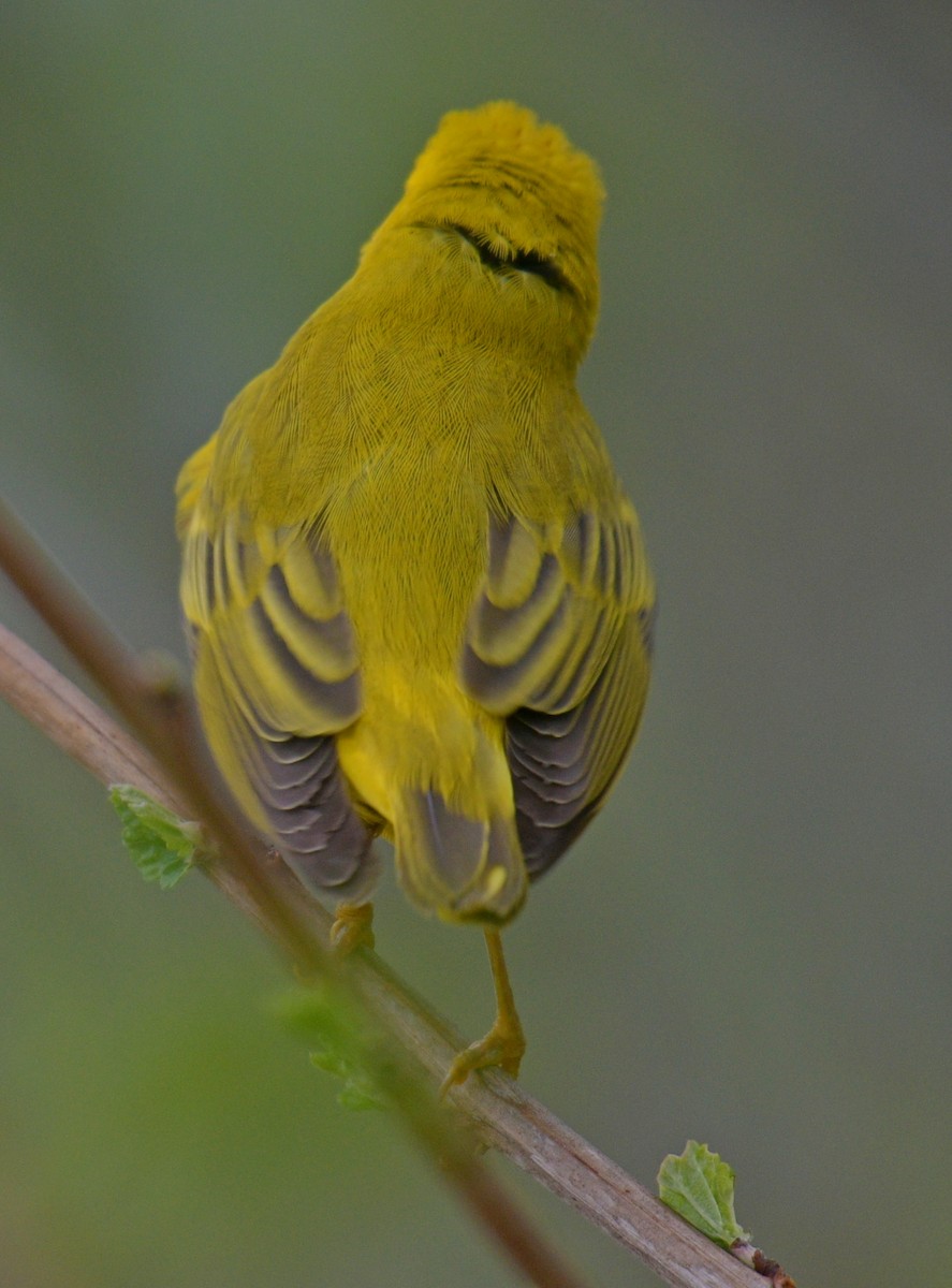 Yellow Warbler - France Carbonneau