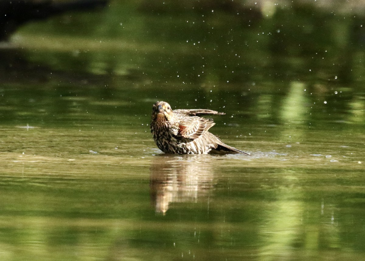 Red-winged Blackbird - ML619237637