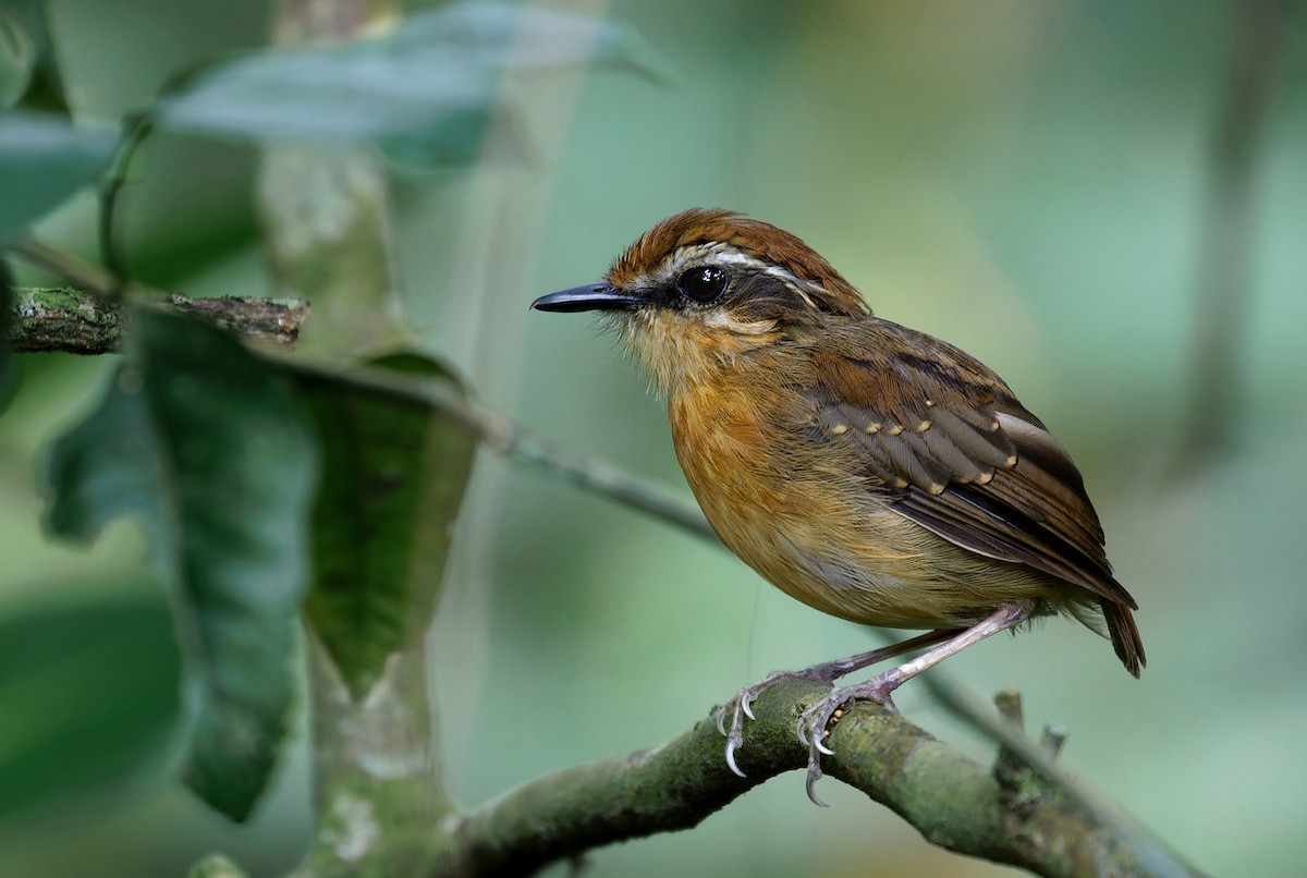 Black-cheeked Gnateater - Alexandre Gualhanone