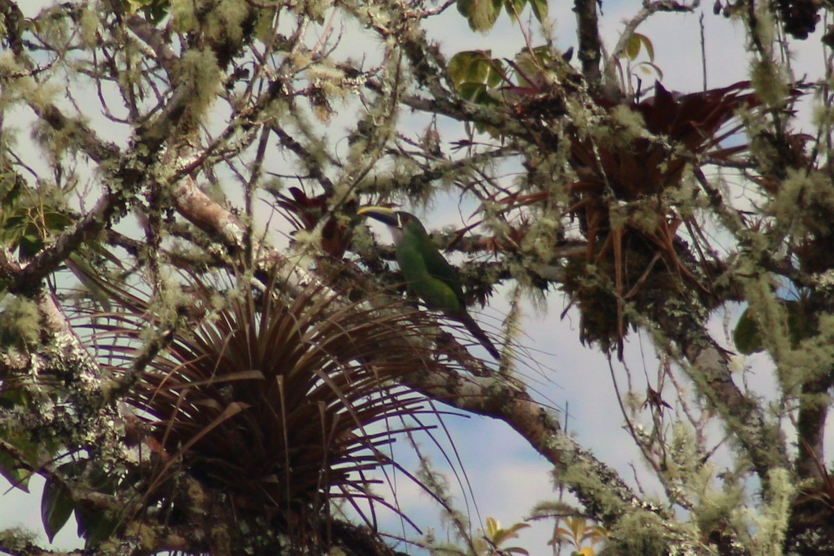 Southern Emerald-Toucanet - Adrian Riascos