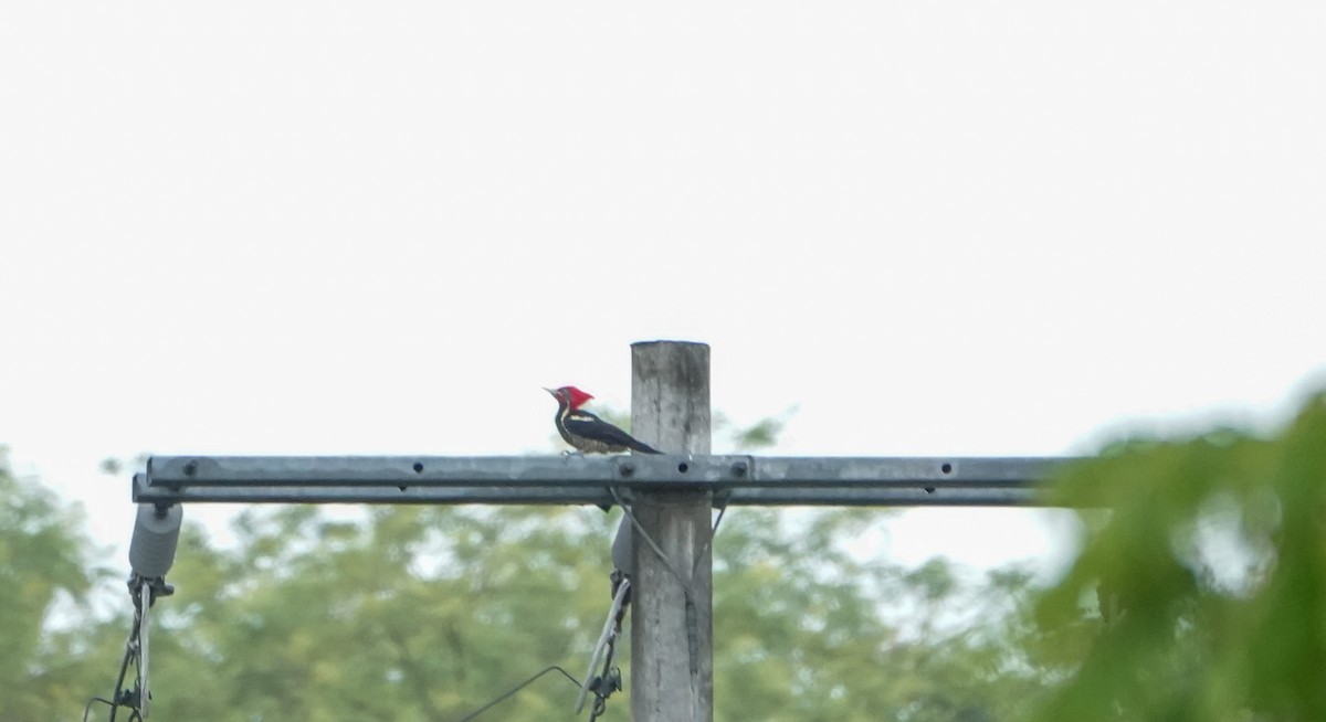 Lineated Woodpecker - Laura Voight