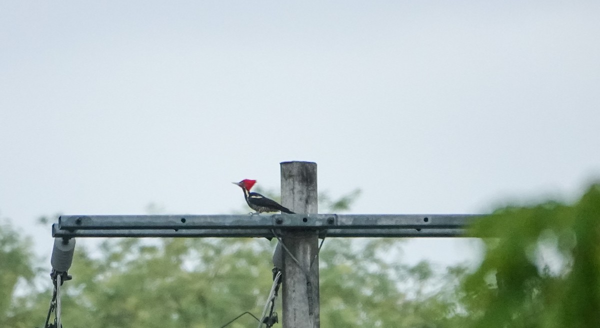 Lineated Woodpecker - Laura Voight