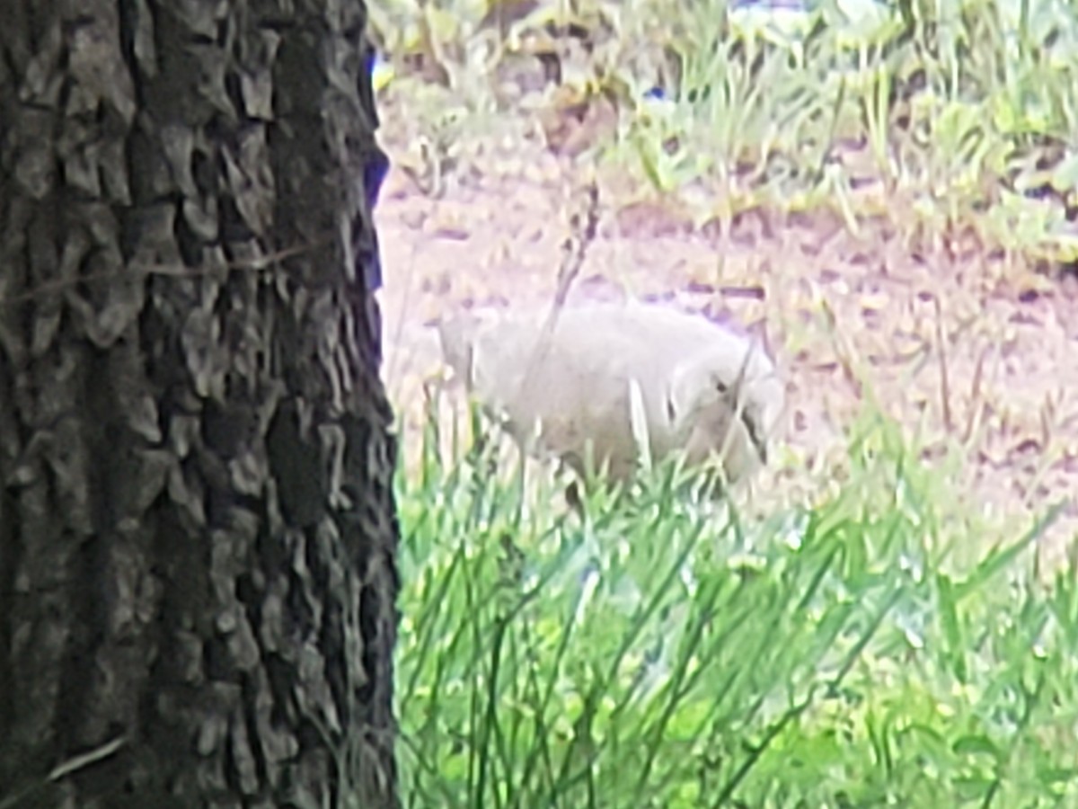 Eurasian Collared-Dove - ML619237689