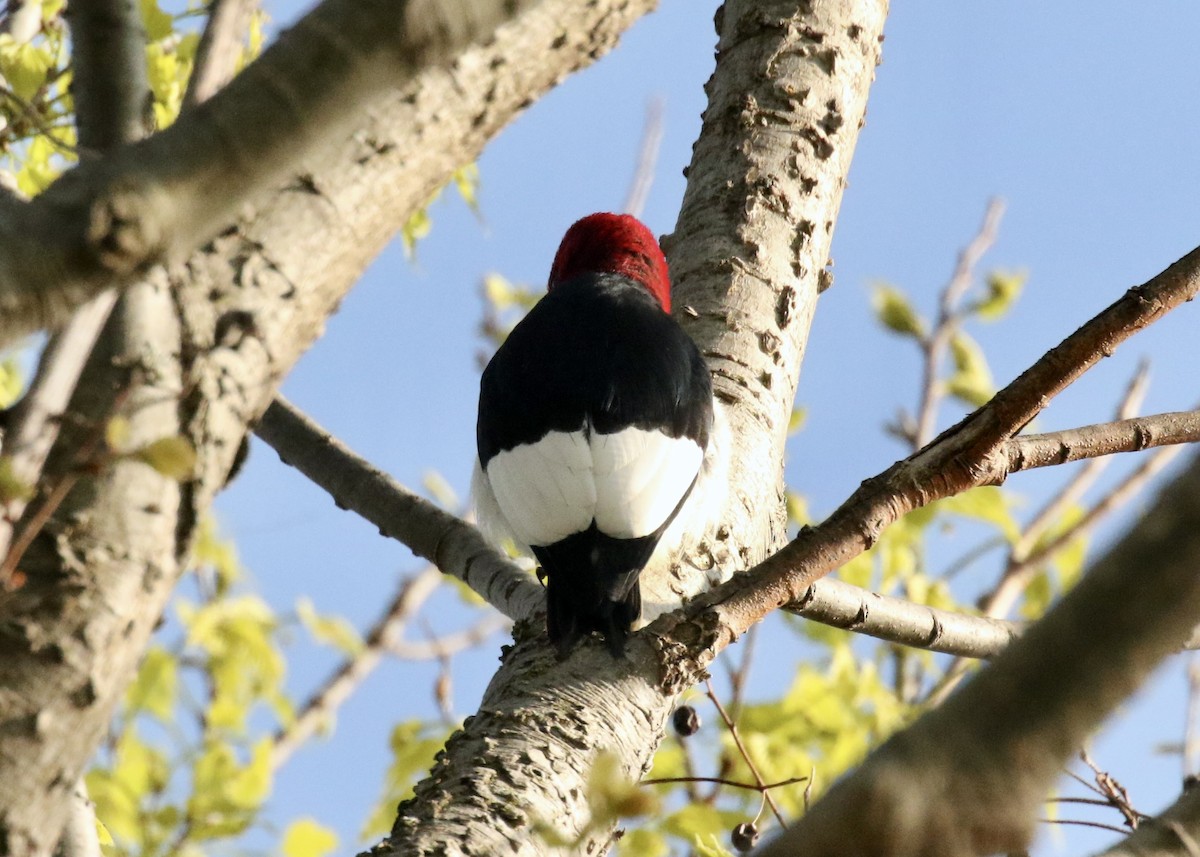 Pic à tête rouge - ML619237698