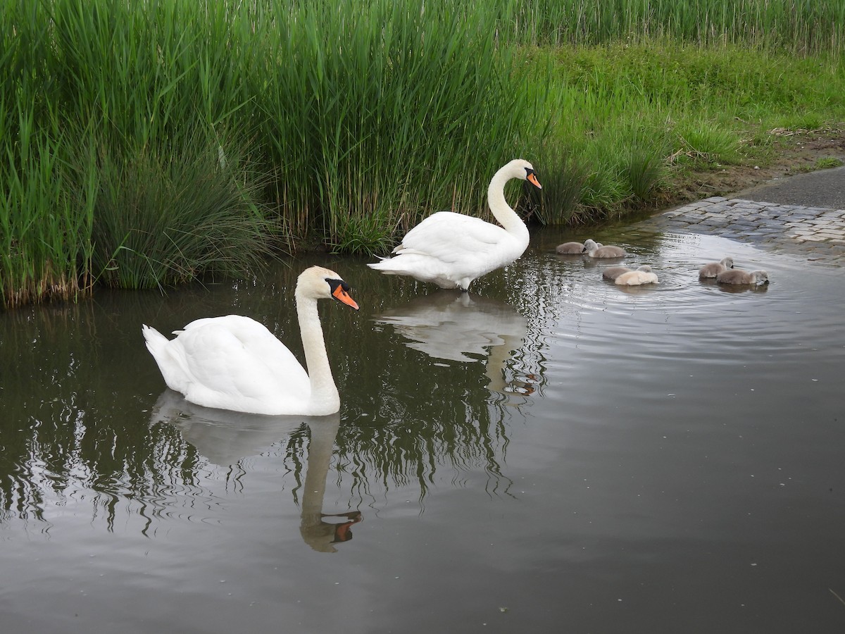 Mute Swan - Tanja Britton