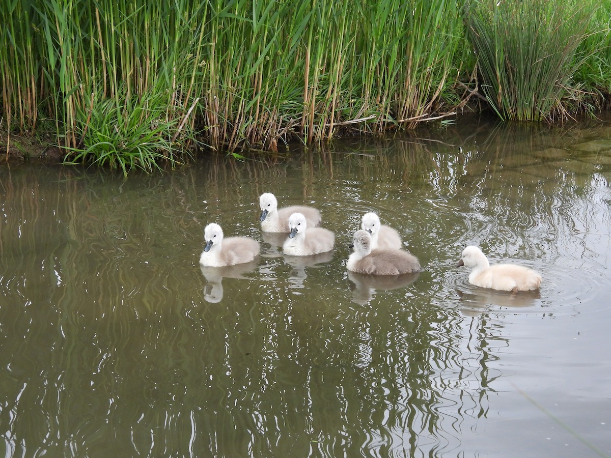 Cygne tuberculé - ML619237711