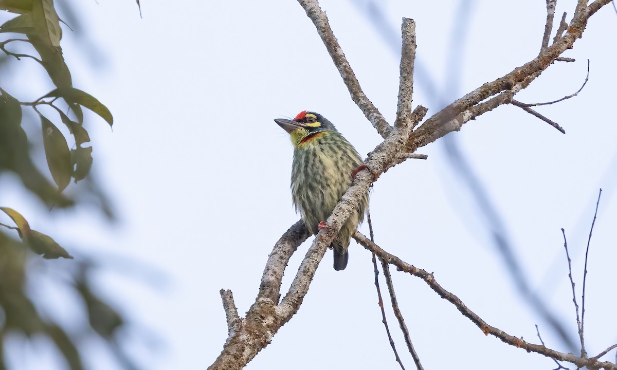 Coppersmith Barbet - Paul Fenwick