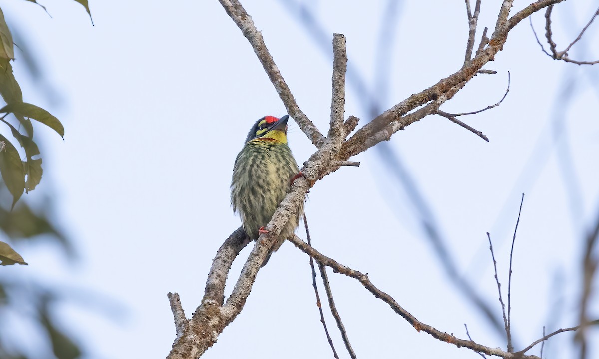 Coppersmith Barbet - Paul Fenwick