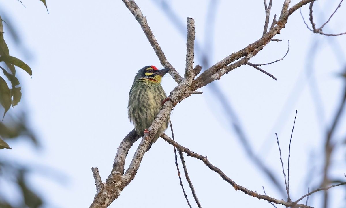 Coppersmith Barbet - Paul Fenwick