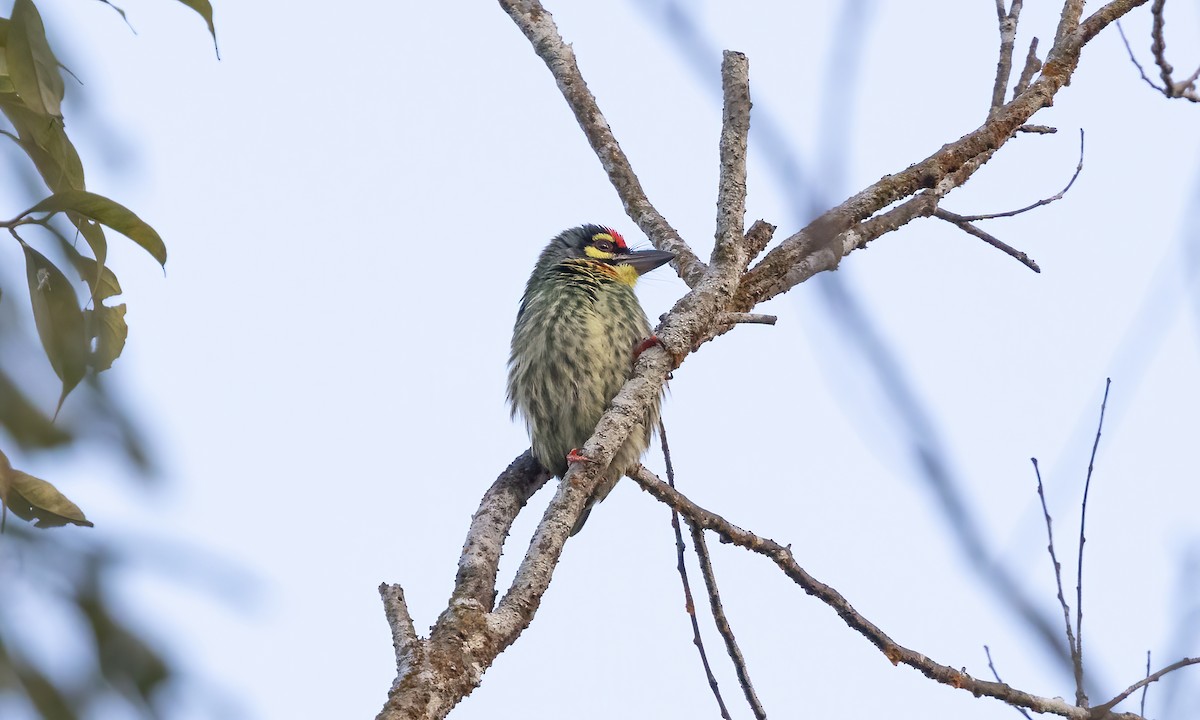 Coppersmith Barbet - ML619237715