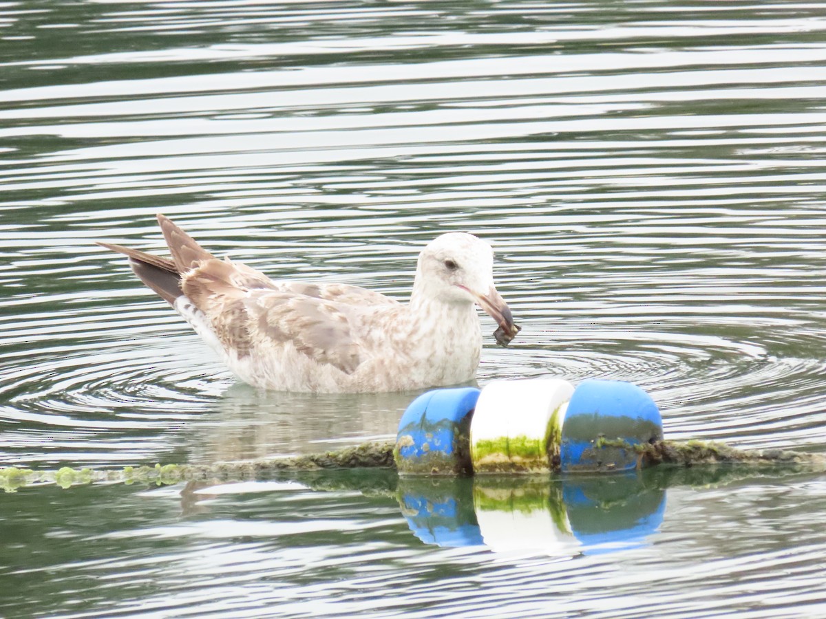 Western Gull - Nancy Salem