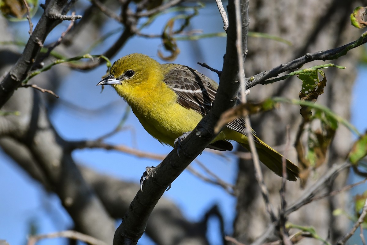 Orchard Oriole - ML619237731