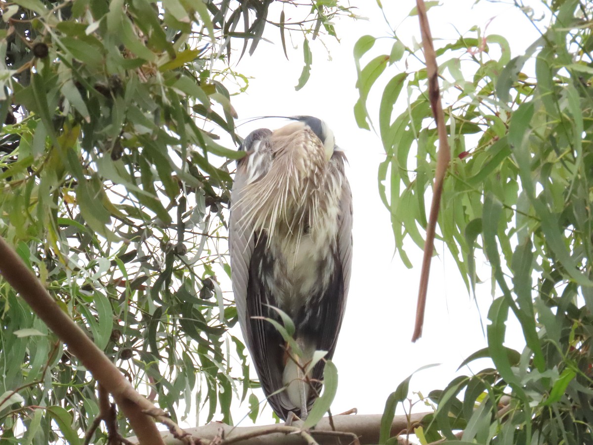 Great Blue Heron - Nancy Salem