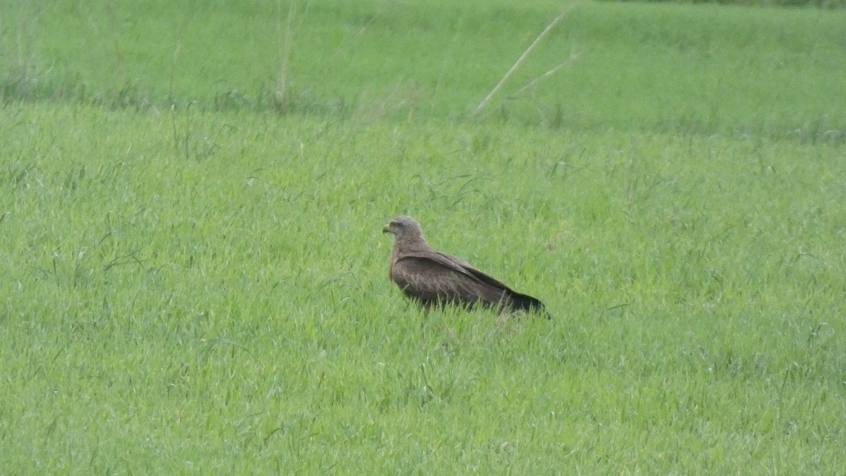 Black Kite - Sara Isabel Fernández Pazos