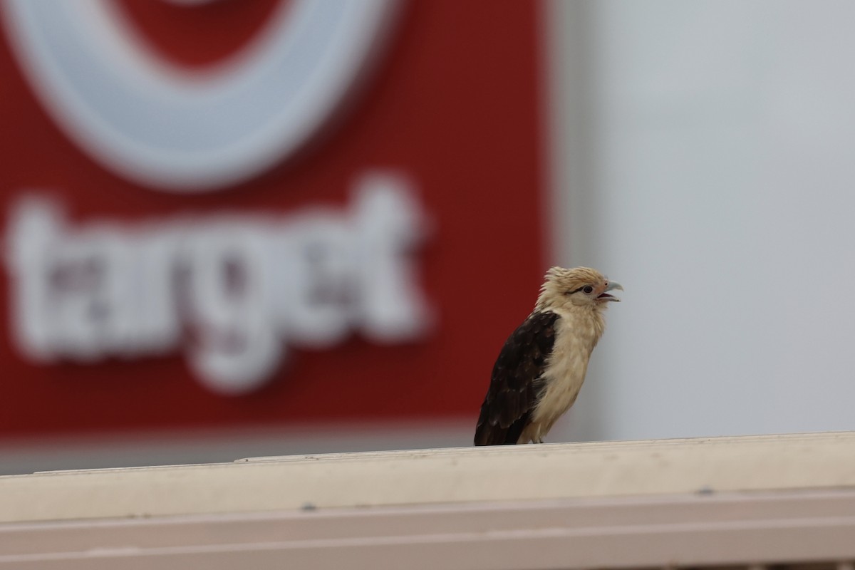 Yellow-headed Caracara - Ann Stockert