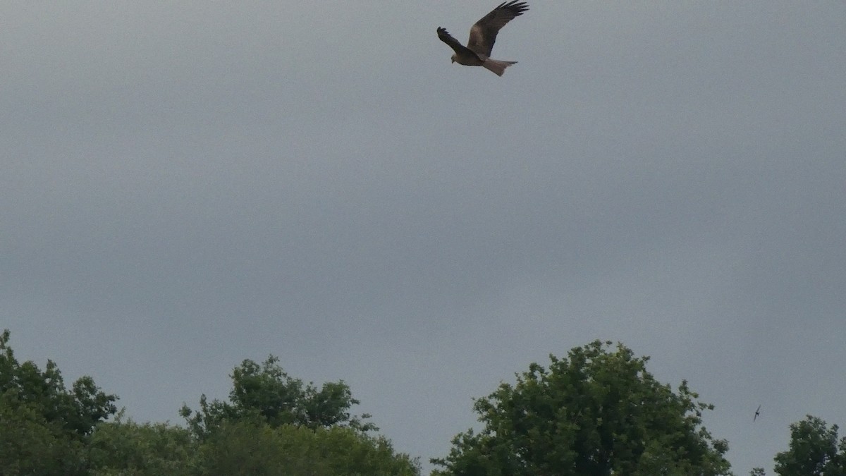 Black Kite - Sara Isabel Fernández Pazos