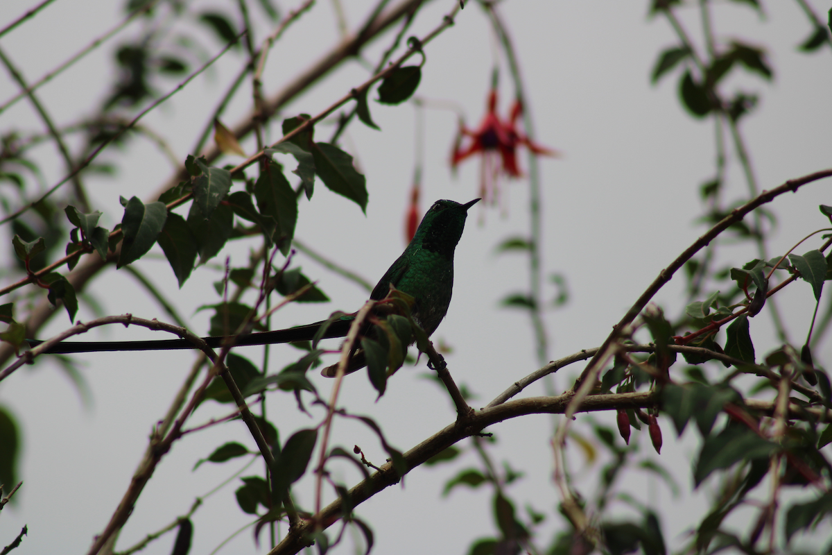 Black-tailed Trainbearer - Adrian Riascos