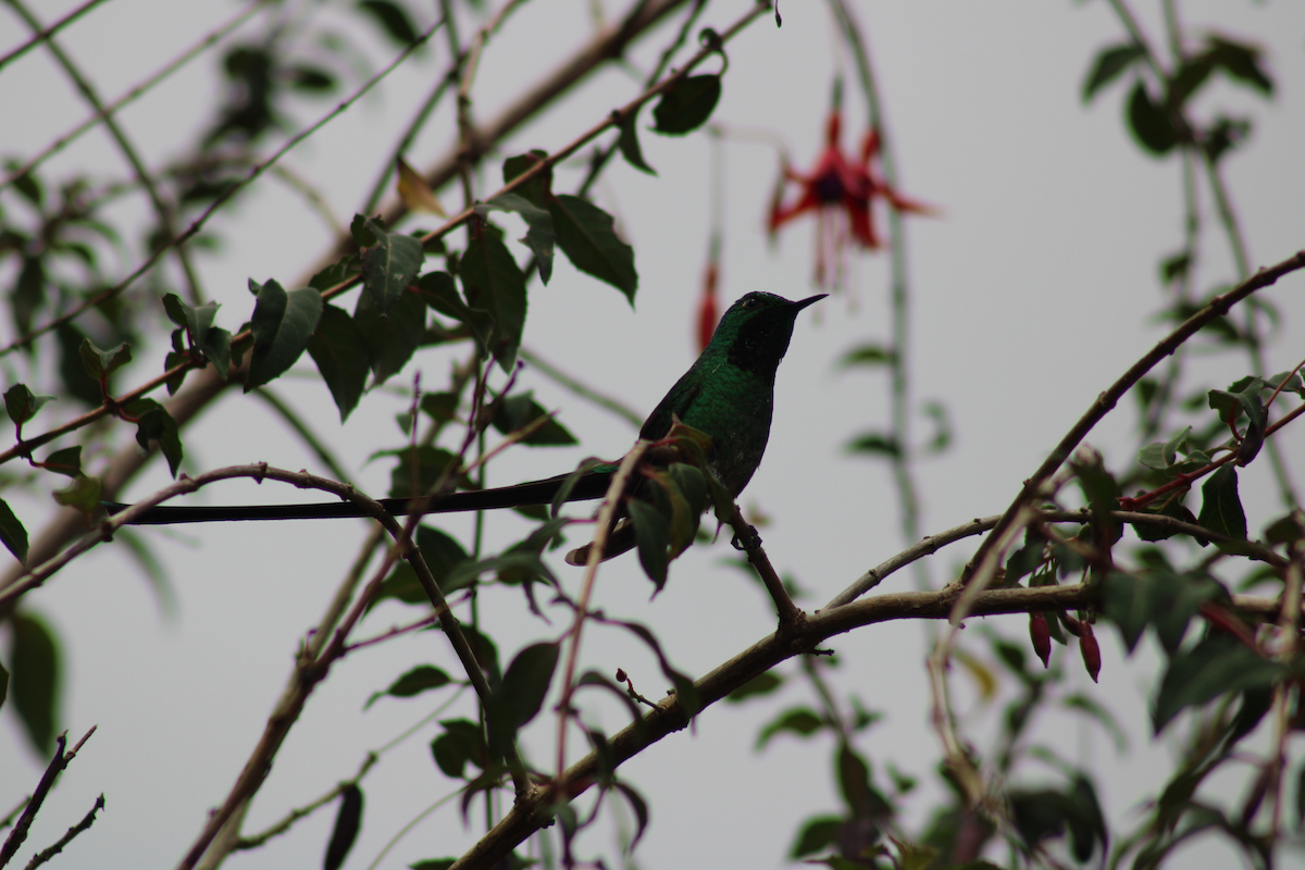 Black-tailed Trainbearer - Adrian Riascos