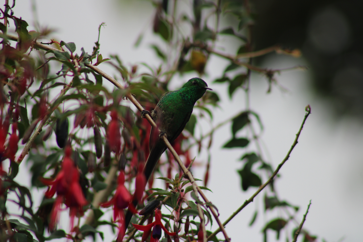 Black-tailed Trainbearer - Adrian Riascos