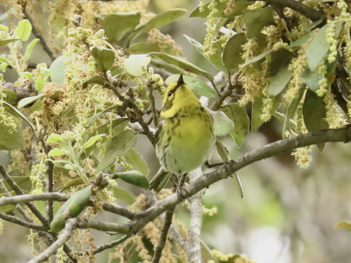 Townsend's Warbler - Nancy Salem