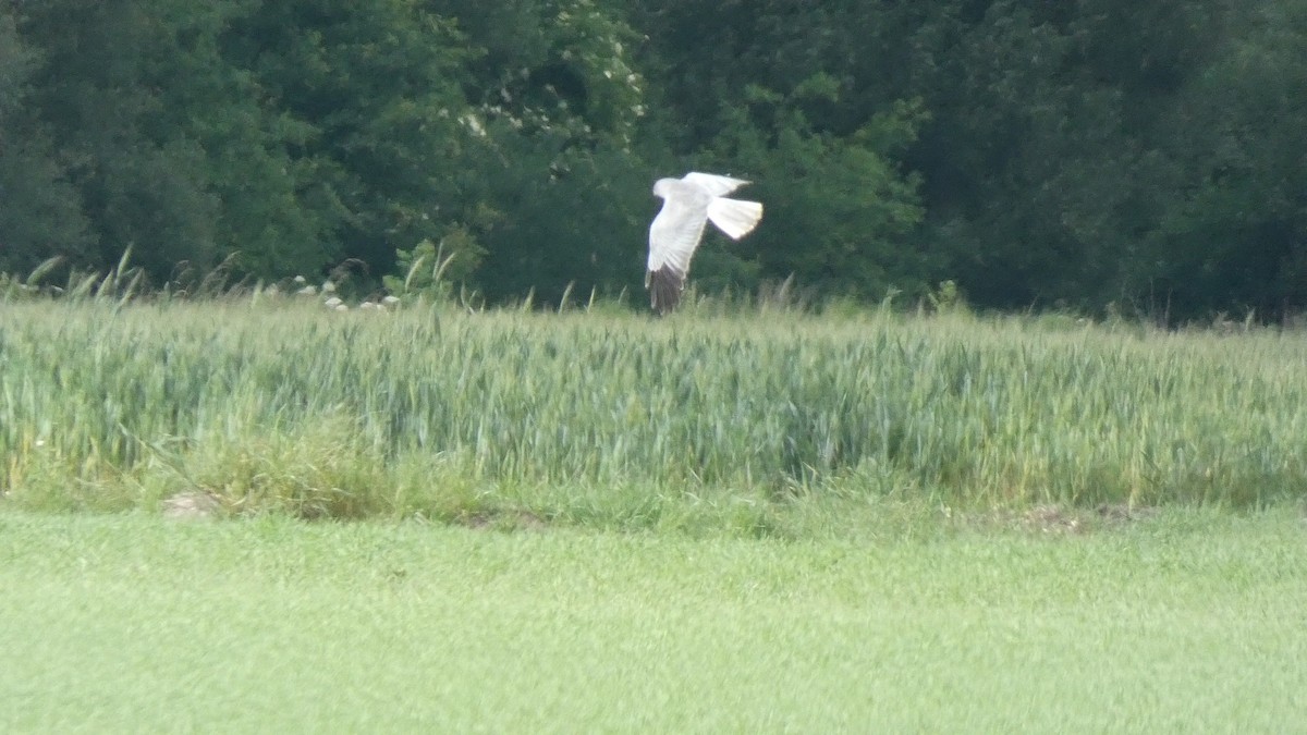 Hen Harrier - Sara Isabel Fernández Pazos