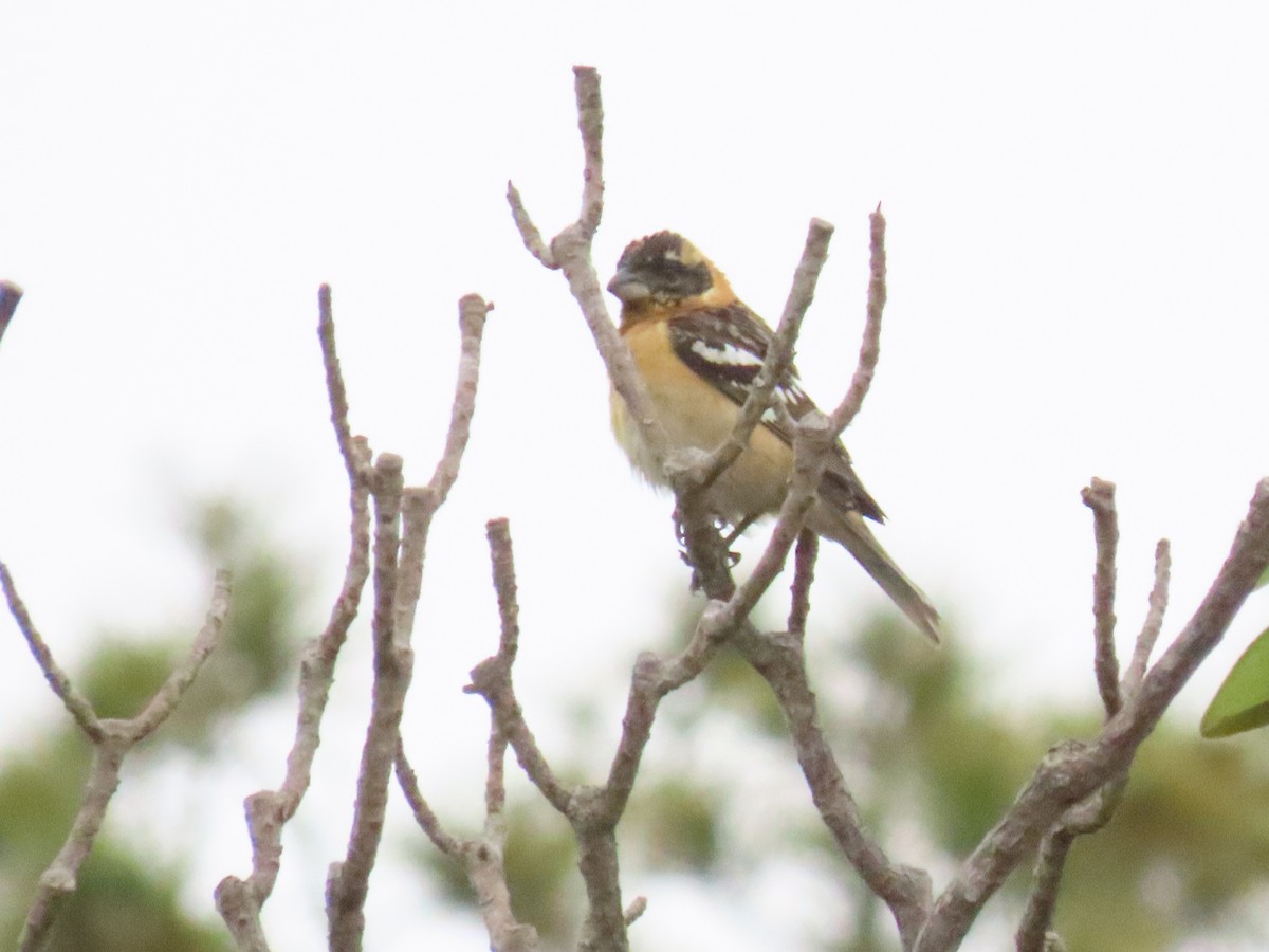 Black-headed Grosbeak - Nancy Salem