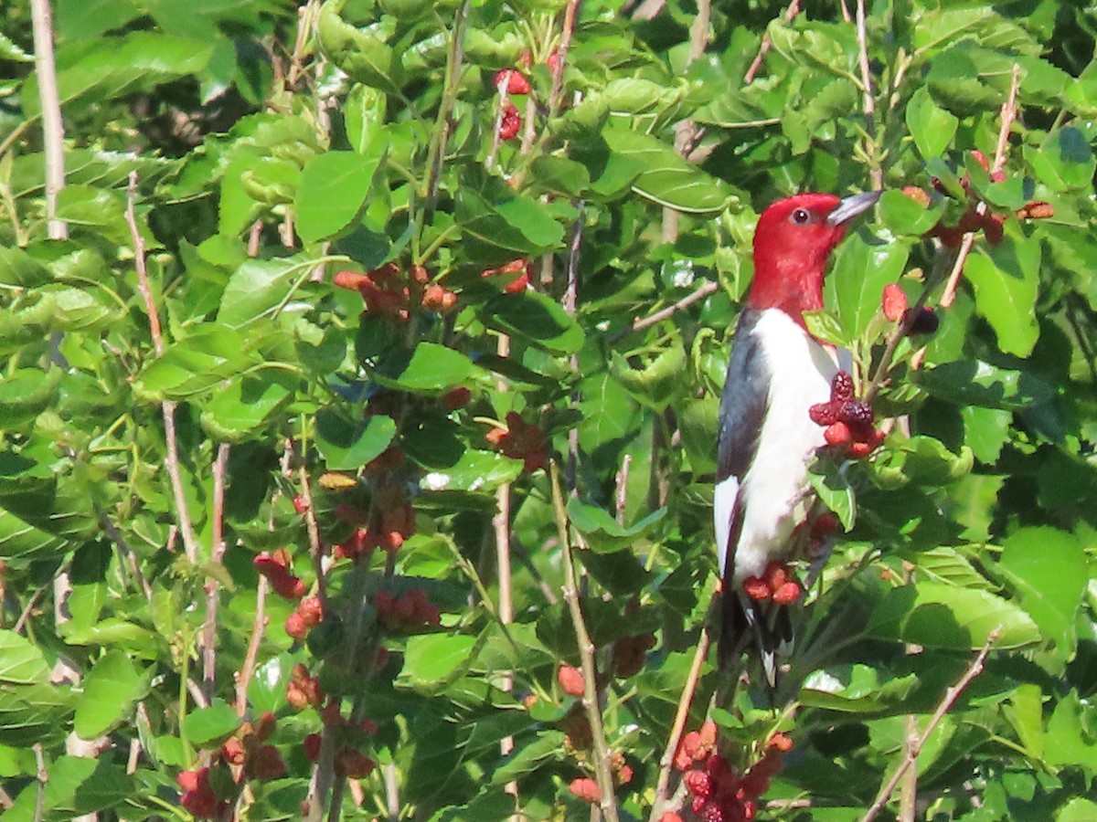 Red-headed Woodpecker - Dick Zerger