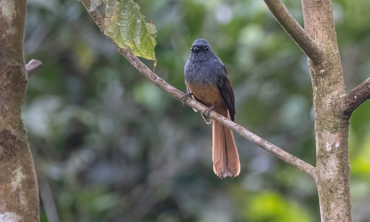 Blue-headed Fantail - ML619237817