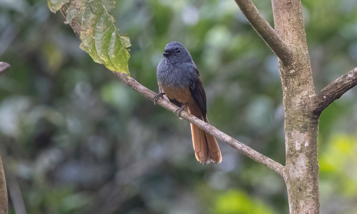 Blue-headed Fantail - Paul Fenwick