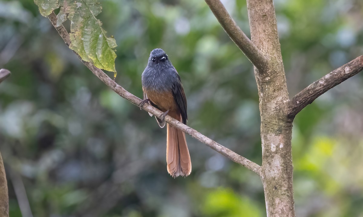 Blue-headed Fantail - Paul Fenwick