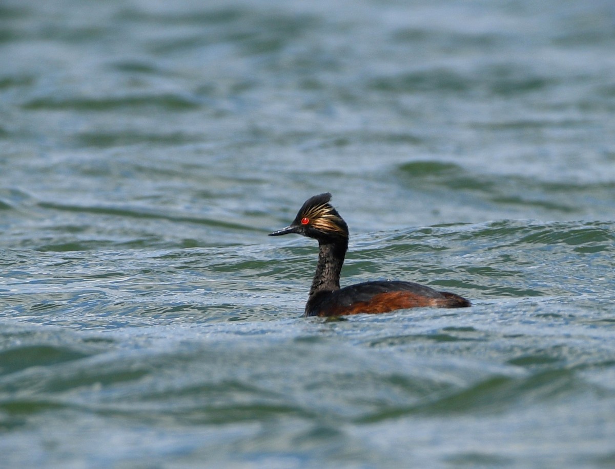 Eared Grebe - ML619237820