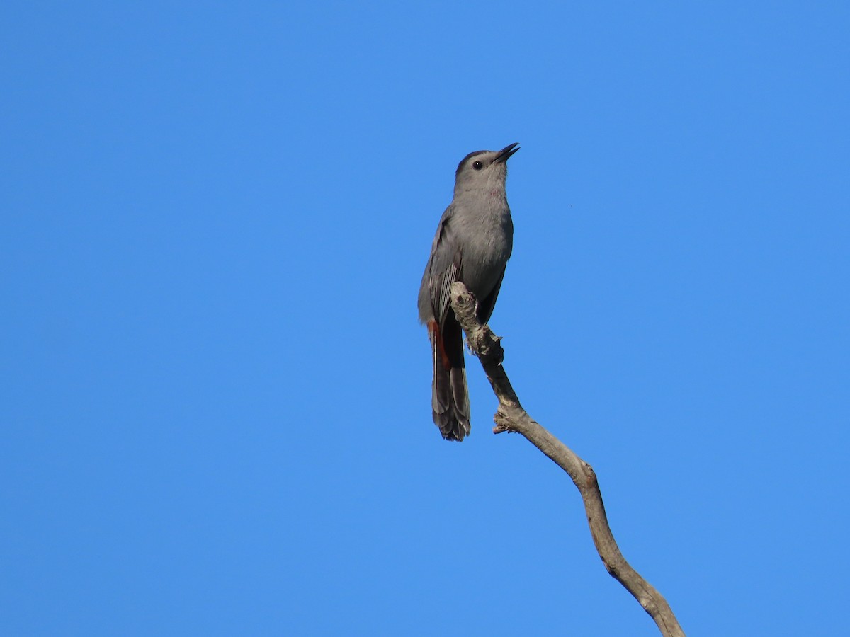 Gray Catbird - Dick Zerger